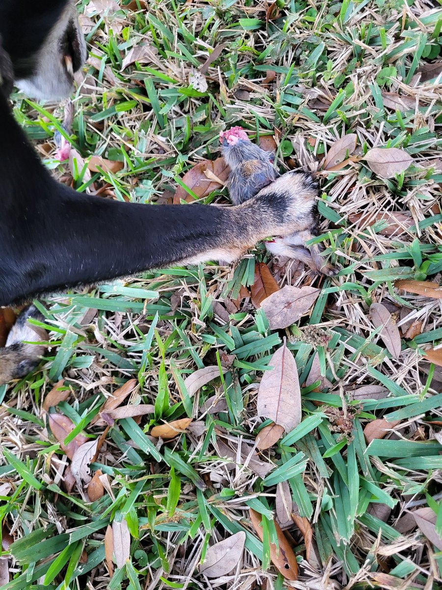 Hudson is a Dog tweet media