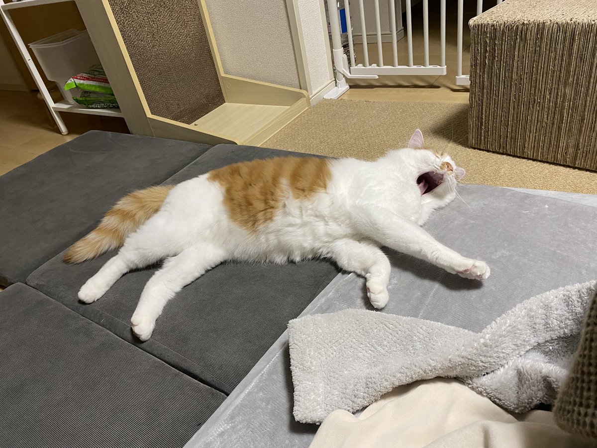 Post by きなぽっ毳ョスᐠ( ᐛ )ᐟよしこ on X: あくび