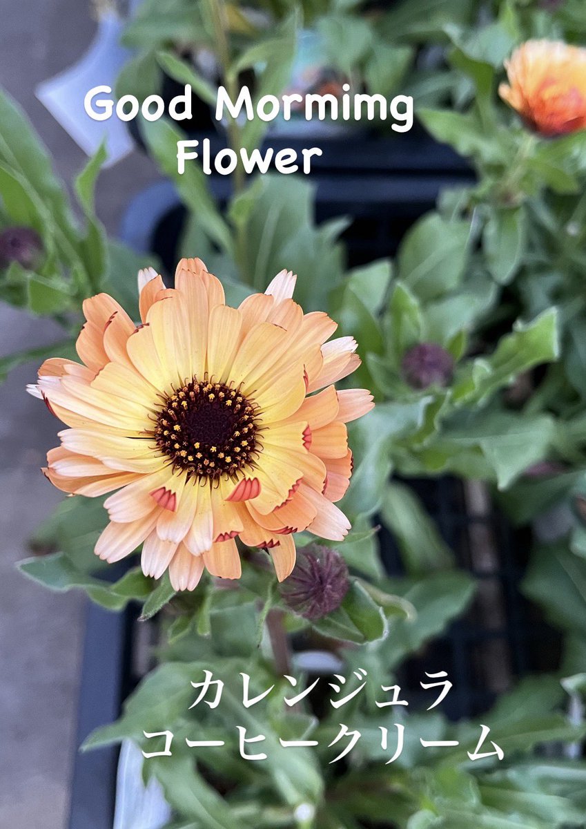 Renkojicafe1's tweet photo. なんとも可愛いお花😍
ようこそ我が家へ〜

「今日行けば〜♪明日休み〜♪」と
歌いながら今日もほどほどに
頑張ります🤗
#flower
#coffeecream
#coffeeroaster
#renkojicafe
#とんちの日 https://t.co/B9aB0CLga4