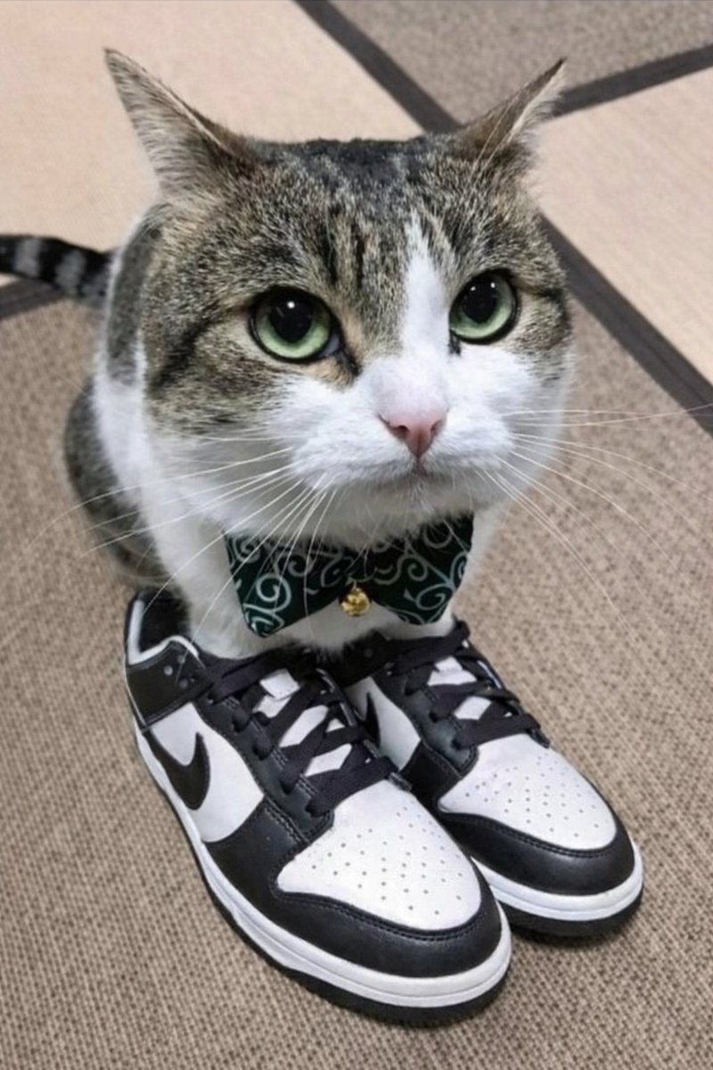 ニコちゃんとこたろう先生とトロとわさび姐さん (@nikoandkotatoro