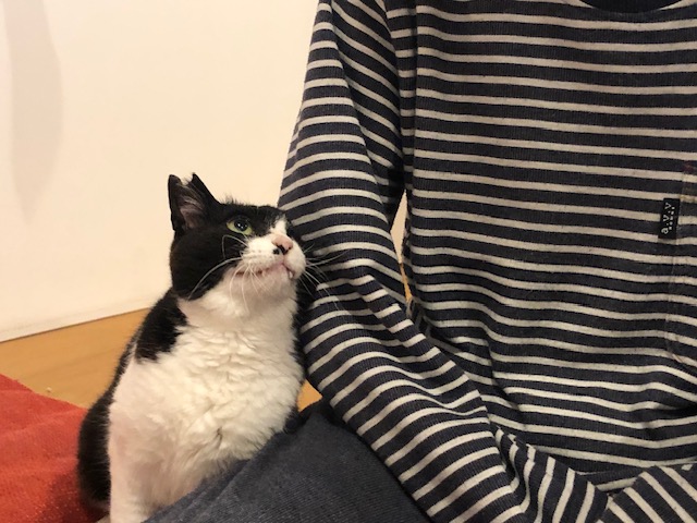 にゃん太通販+にゃっ展+にゃんにゃんBOX+猫十字 (@nyantashop) / Posts / X