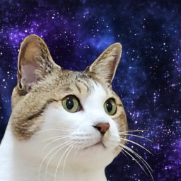 zeus_is_space_cat