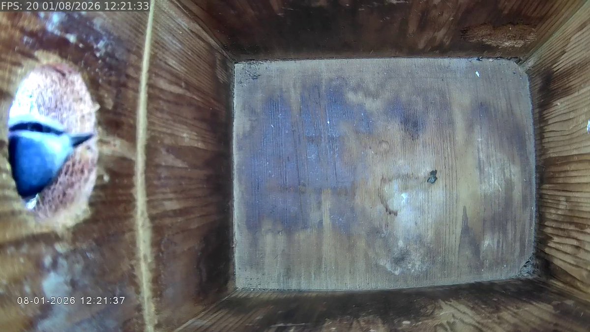 MichaelHowland1's tweet image. #BlueTit taking a quick peek into the Fence nest box today
#livestream visit manxgw.com/live-streams/n…
@gardenature #ipcamera #nestbox 
@ManxBirdLife @manxnature @BTO_GBW @Natures_Voice #BiosphereIOM #wildlife #wildlifevideo #isleofman #CloserToNature #ManxNature #TeamWilder