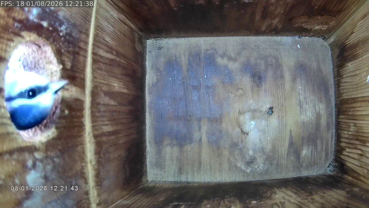 MichaelHowland1's tweet image. #BlueTit taking a quick peek into the Fence nest box today
#livestream visit manxgw.com/live-streams/n…
@gardenature #ipcamera #nestbox 
@ManxBirdLife @manxnature @BTO_GBW @Natures_Voice #BiosphereIOM #wildlife #wildlifevideo #isleofman #CloserToNature #ManxNature #TeamWilder