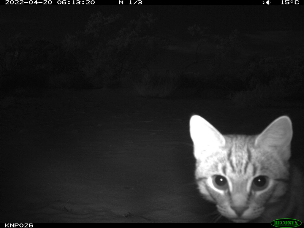 trailcam (@trail_cams) on Twitter photo 