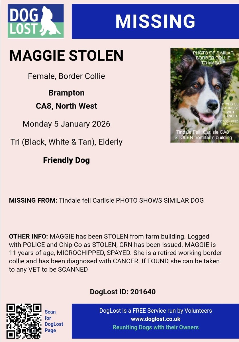 MissingPetsGB's tweet image. 🐕 Please share MAGGIE has been STOLEN from farm building in Tindale fell Carlisle Brampton #Cumbria #CA8 on 5 January 2026

MAGGIE is 11 years of age, MICROCHIPPED, SPAYED. She is a retired working border collie &amp;amp; has been diagnosed with CANCER.

Maggie must be found urgently 🙏