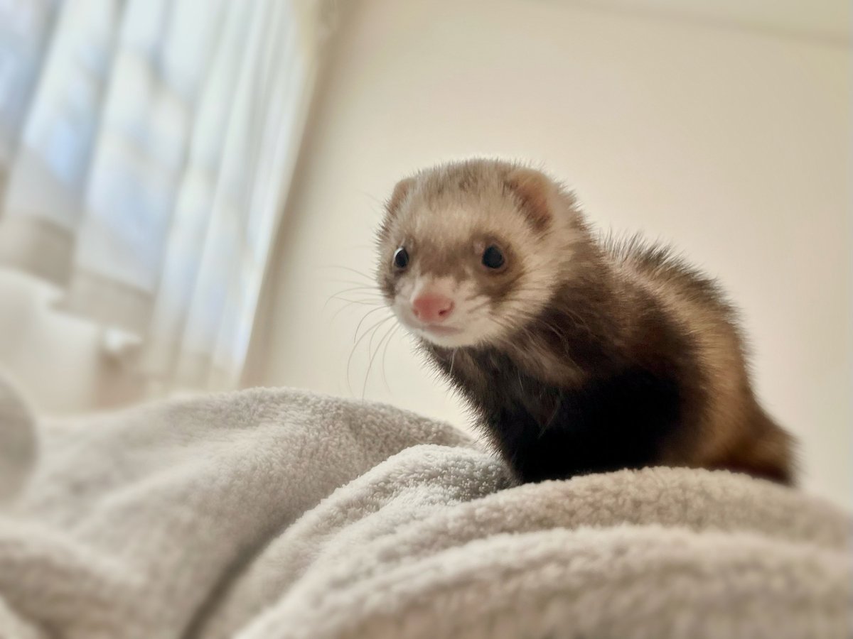 okayu_ponzu's tweet image. あまりにも「無」の表情で起こしてくるから笑ってしまった