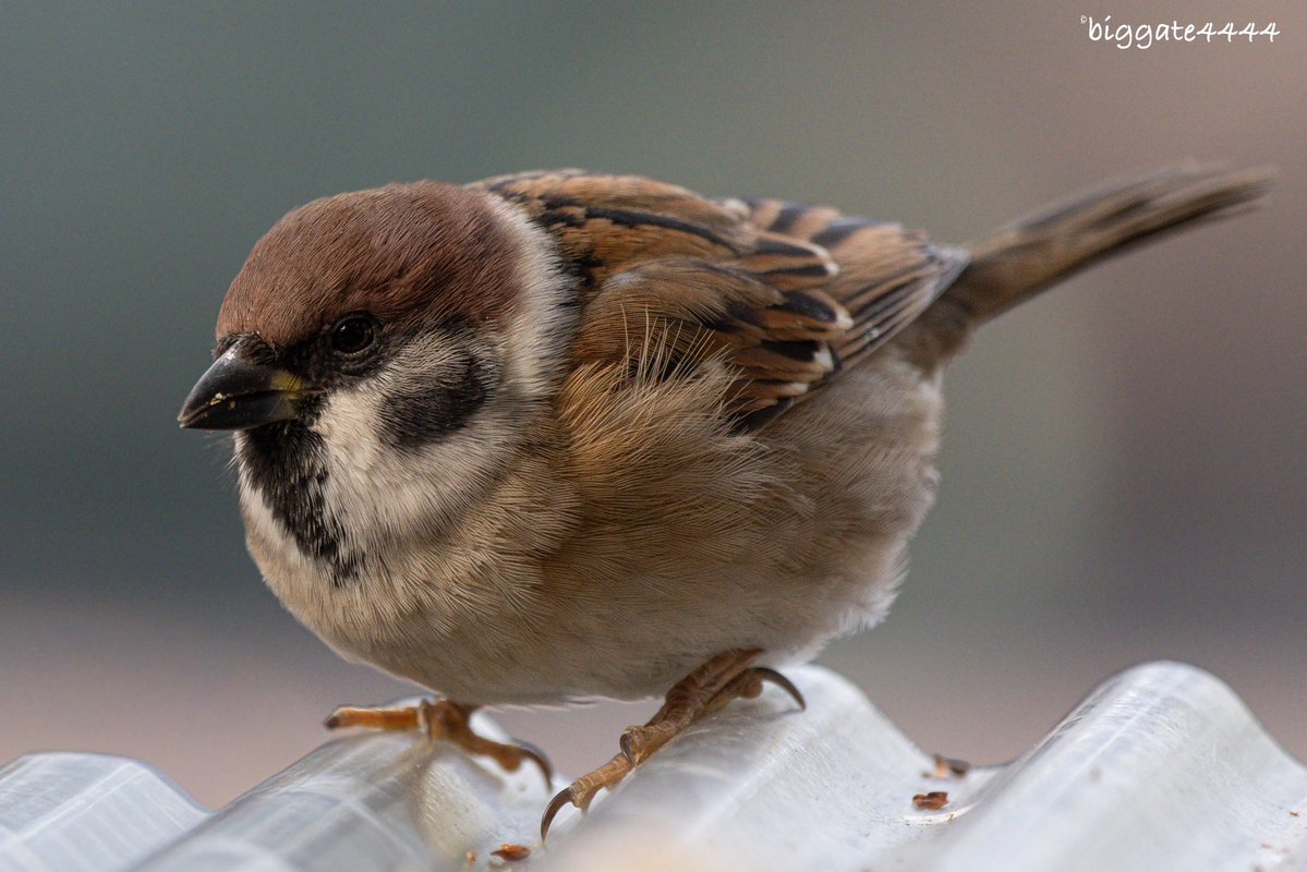 biggate4444@毎日スズメ今年で8年目 (@biggate43) / Posts / X