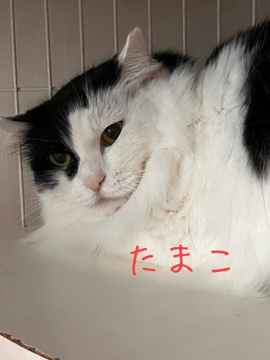 非営利型 一般社団法人 ねこたまご (@nekotamago_) / Posts / X