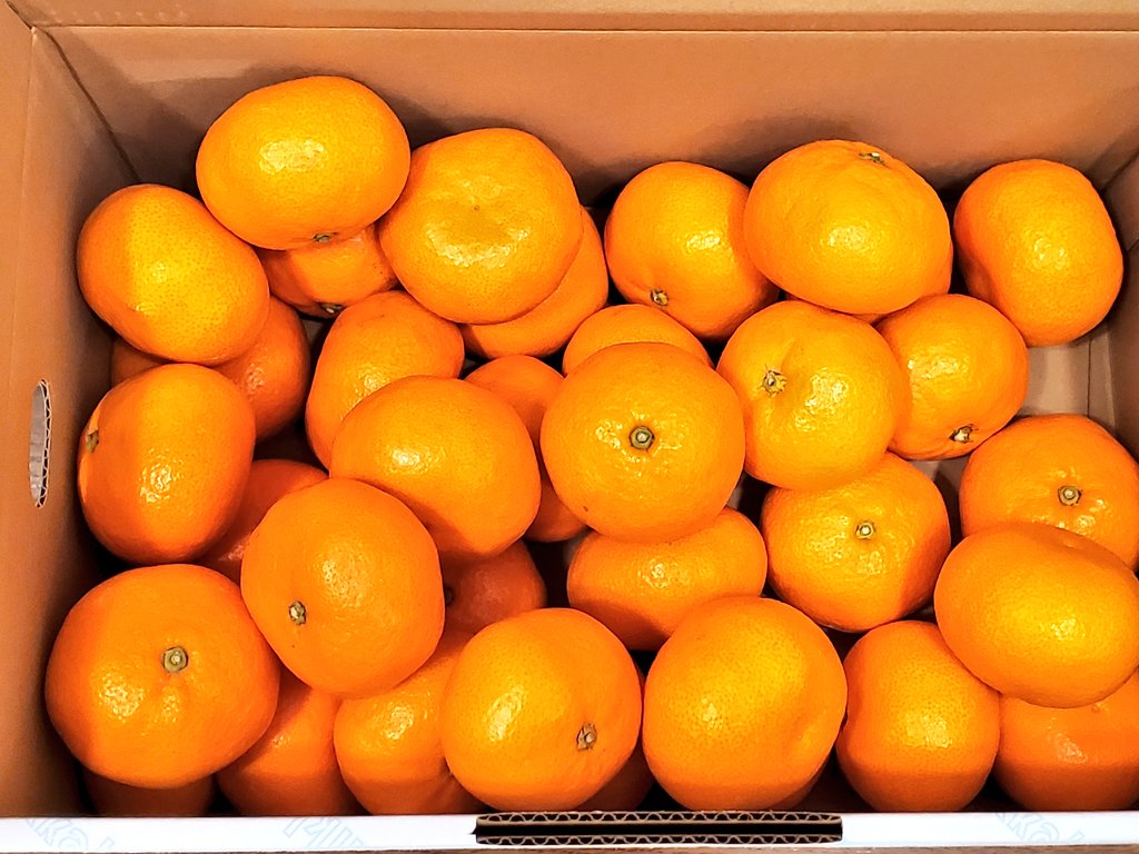 というわけで、みんな三ヶ日みかんを食べようぜ！
これは青島だよ
青島みかんのジュースは美味しいぞ！