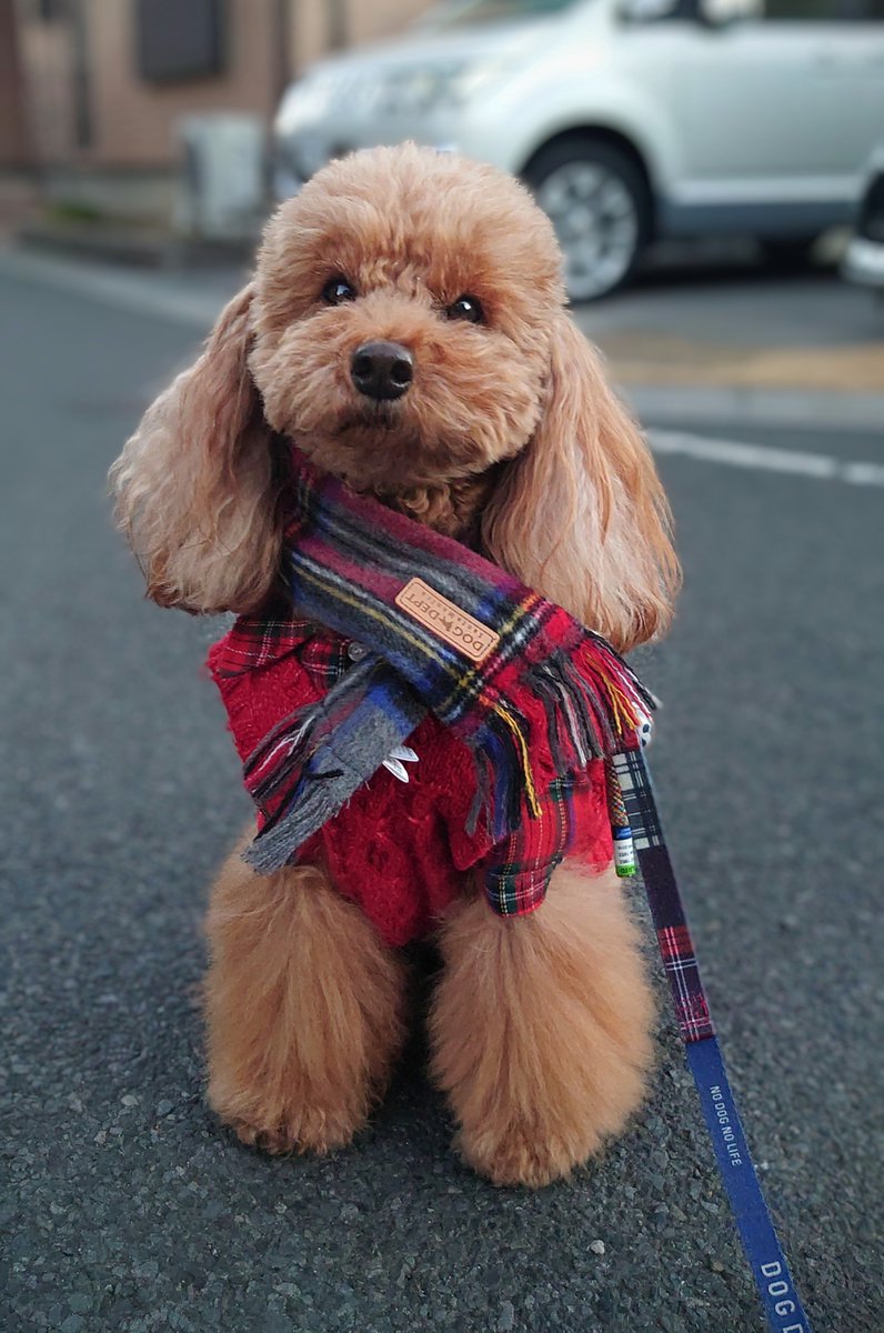 愛犬ここあ 愛犬ここあ 愛犬ココア 12歳5ヶ月で ココアが🌈に行ってしまってから 2