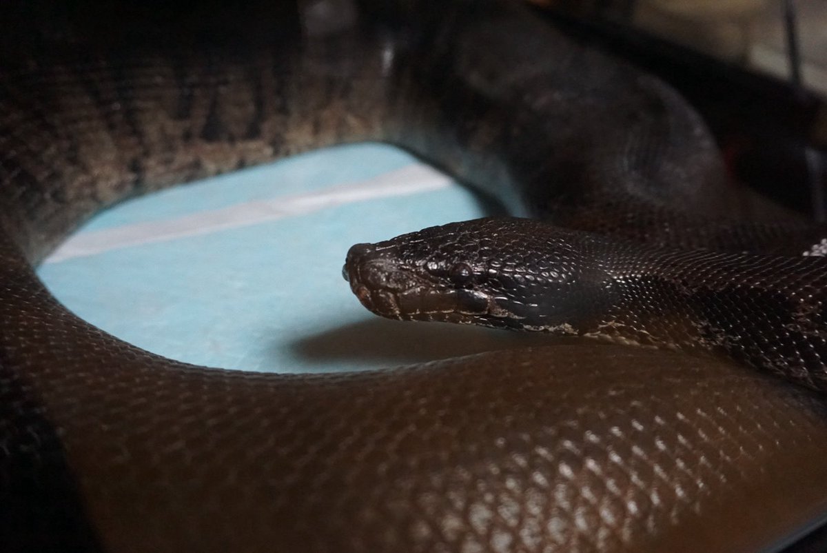 k氏@鼬と爬虫類。 tweet media