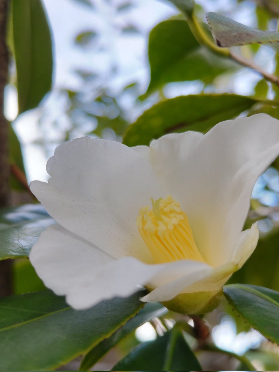 corocoore's tweet image. おはようございます❁.*･ﾟ

 #ツバキ   #椿