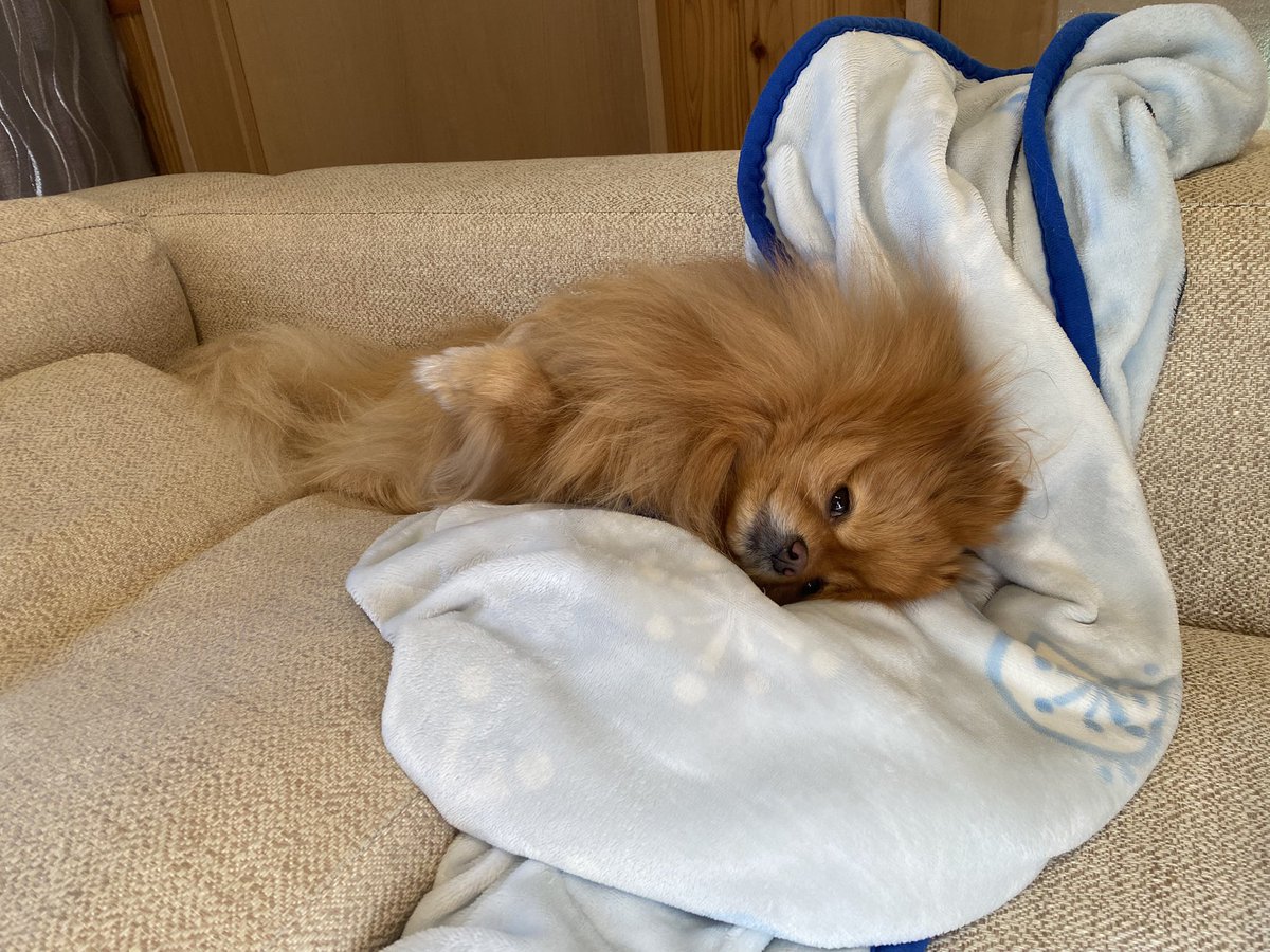 fuchi0111's tweet photo. あけましておめでとうございます🐶
今年もふちさんは寝正月でした。 https://t.co/reCvTDTtyt