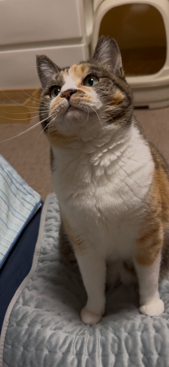 きじとら様 ムチムチお口🤗 #x #ねこのいる暮らし #ねこ好きさんと繋がりたい