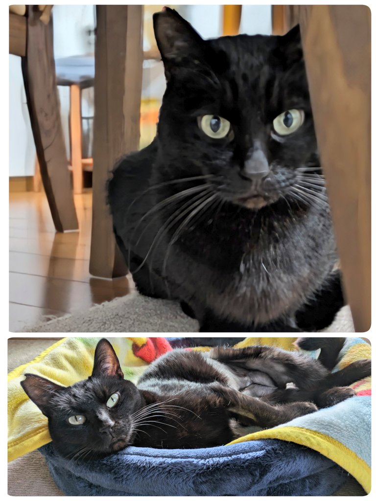 くろねこ みいたろう (@kuro0302cat) / Posts / X