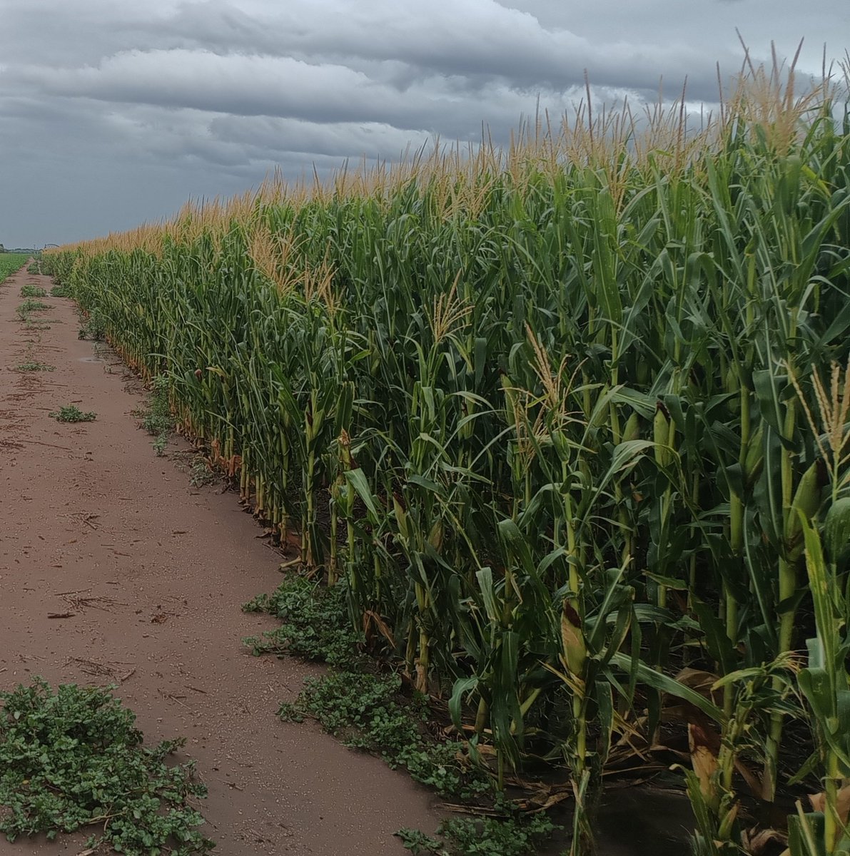 #Maíz bajo riego.
Norte de San Luis.
P2297PWUE <a href="/PioneerSemillas/">Pioneer Semillas</a>