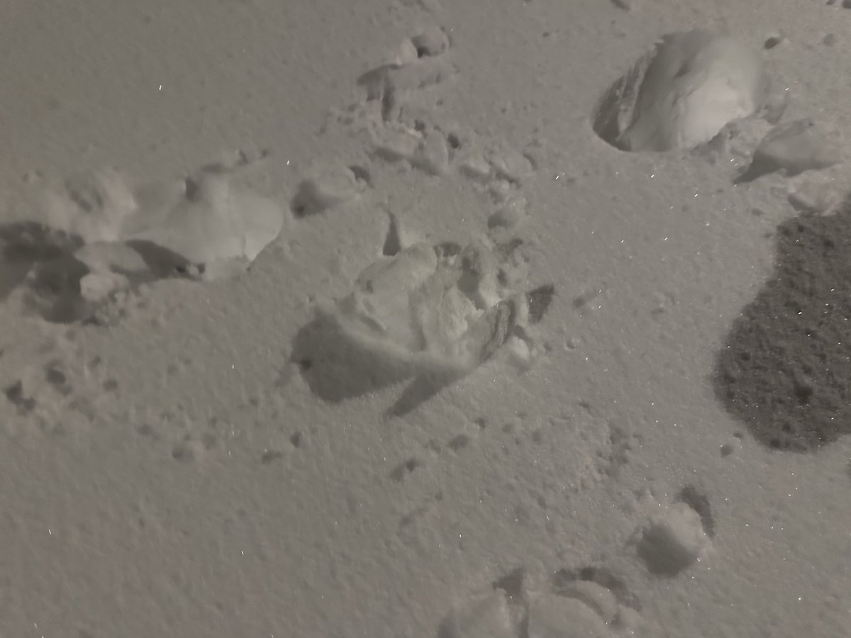 Chantal MayoHollaway tweet media