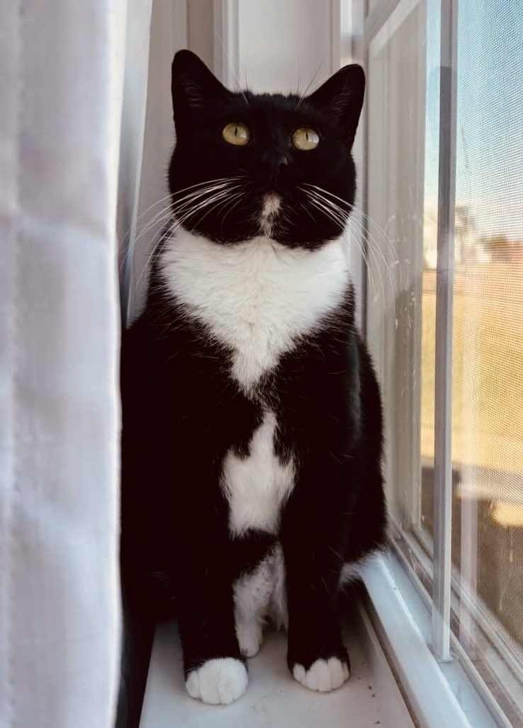 loudouncats's tweet image. 🌼 Meet Dandelion — Waiting Patiently for Her Forever 🌼

Since May 2025, sweet Dandelion has been quietly waiting for the home she so deeply deserves. While kittens have come and gone, this gentle girl who raised her babies in our care has remained behind — not because she lacks…