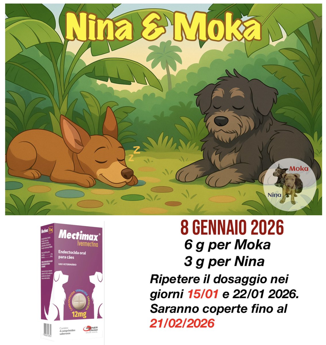 Primo dosaggio Anto vermicida, pulci e scabbia. Ripeterlo giovedì 15 gennaio.

#Nina #Moka #MyDog #IlMioCane #Cachorro #ViraLata #Meticcio #DogLover #MyDog  #Miglioreamica #BoaNoite #petspamanaus #Meticcio #ventilator #Bravecto