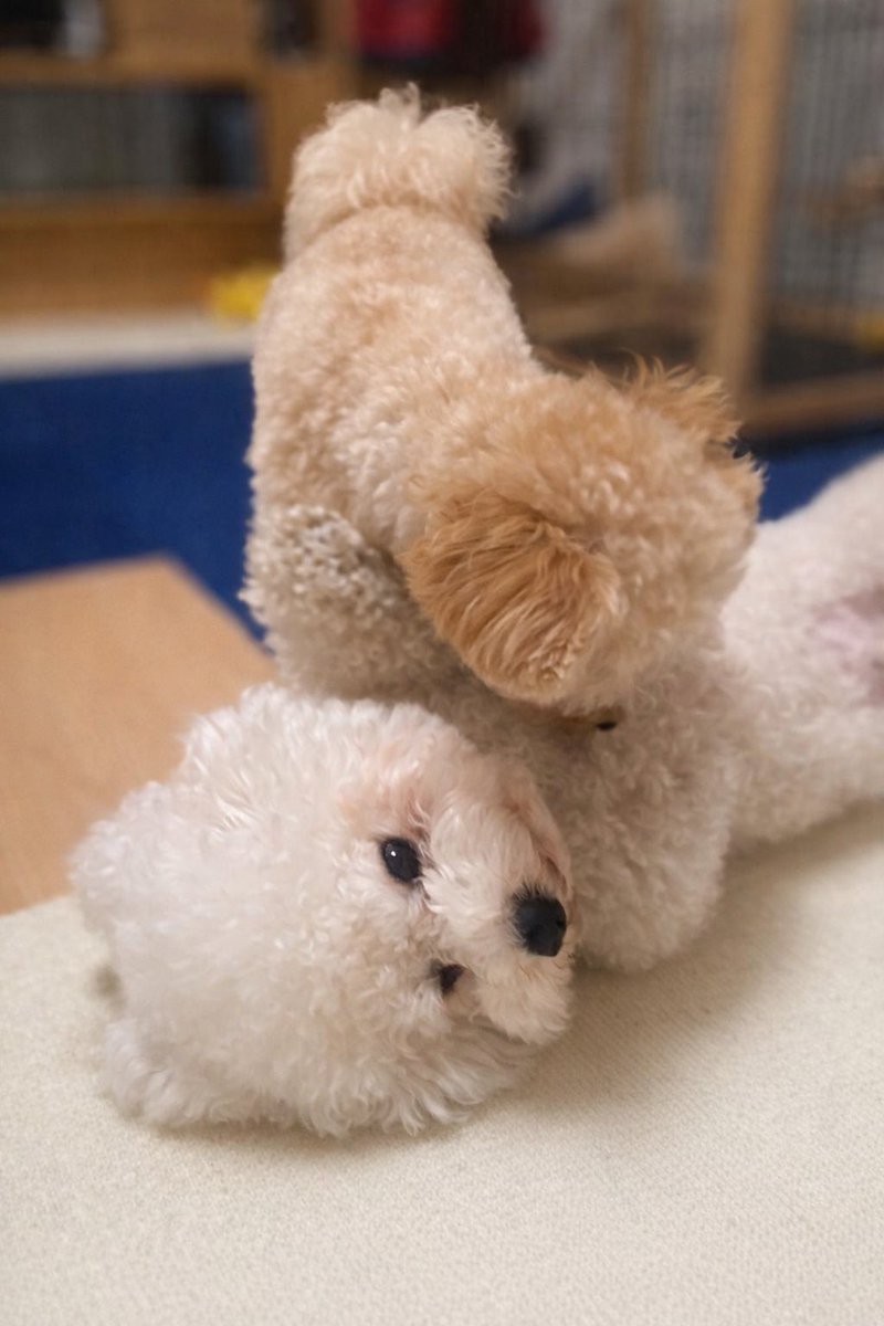 ぱぴこ (@inucococo) / Posts / X