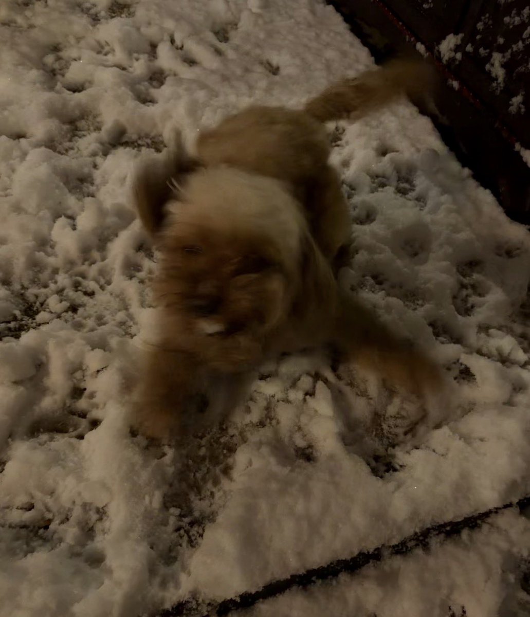 Adithebaddyy's tweet image. The face I make when it’s snow day