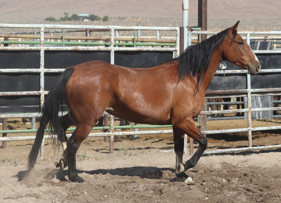 BLM Wild Horse & Burro Program tweet media
