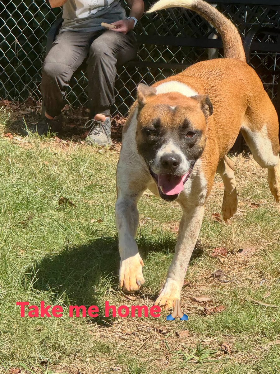 3pittiepups's tweet image. 💚Zachary💚 intake on 2/7/23 at Bullock County Humane Society in #Unionsprings #Alabama small rural shelter. He loves other dogs(kennels w/a female) 4ish yrs old, 60-65 lbs, mix breed, neutered, UTD shots, on HW prevention.They transport 🙏🏼contact 334-672-5463,he is a sweet boy💙