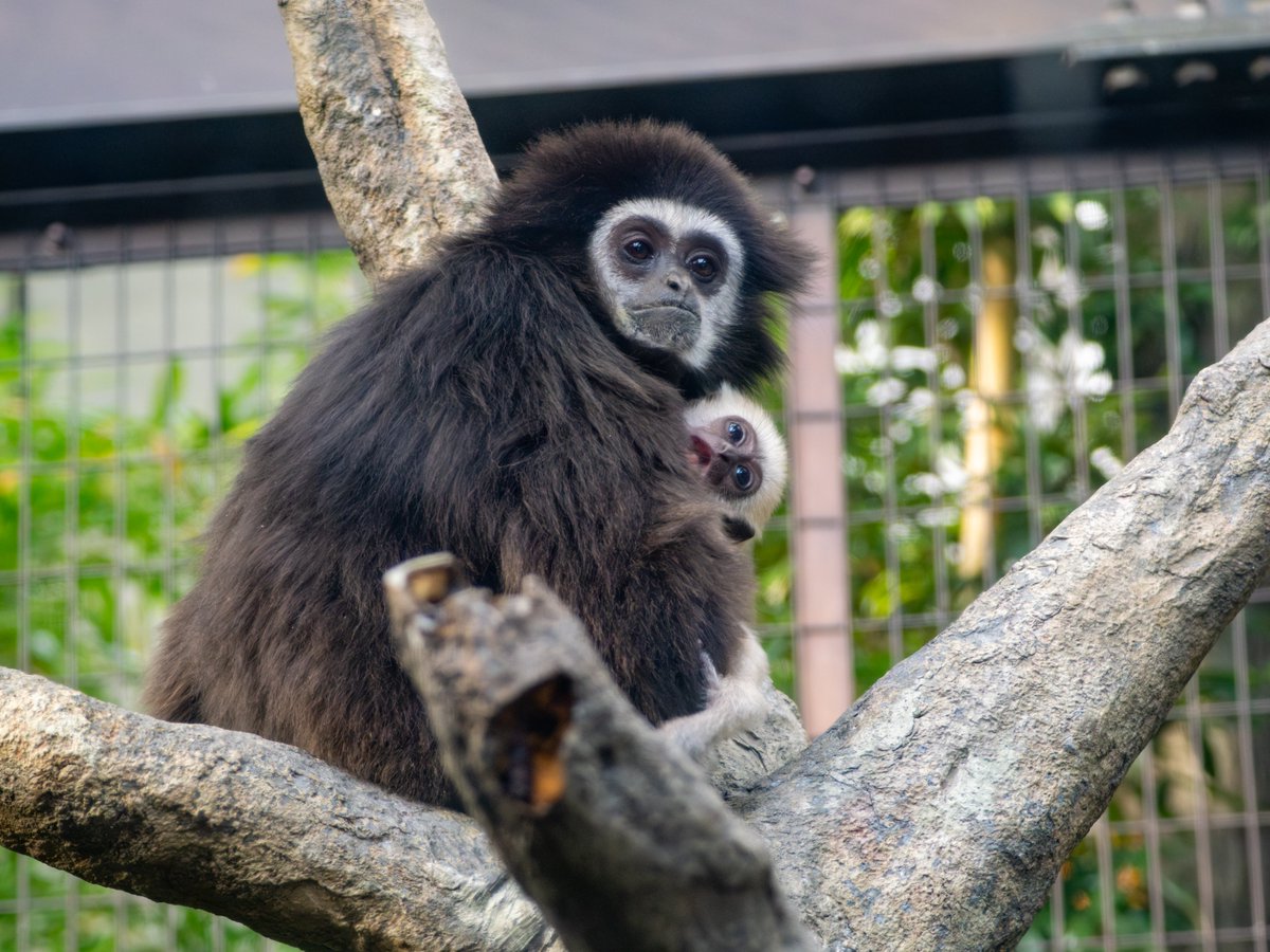 お猿さんの赤ちゃんシリーズ1（続く‥のか？） 20251206 #上野動物園