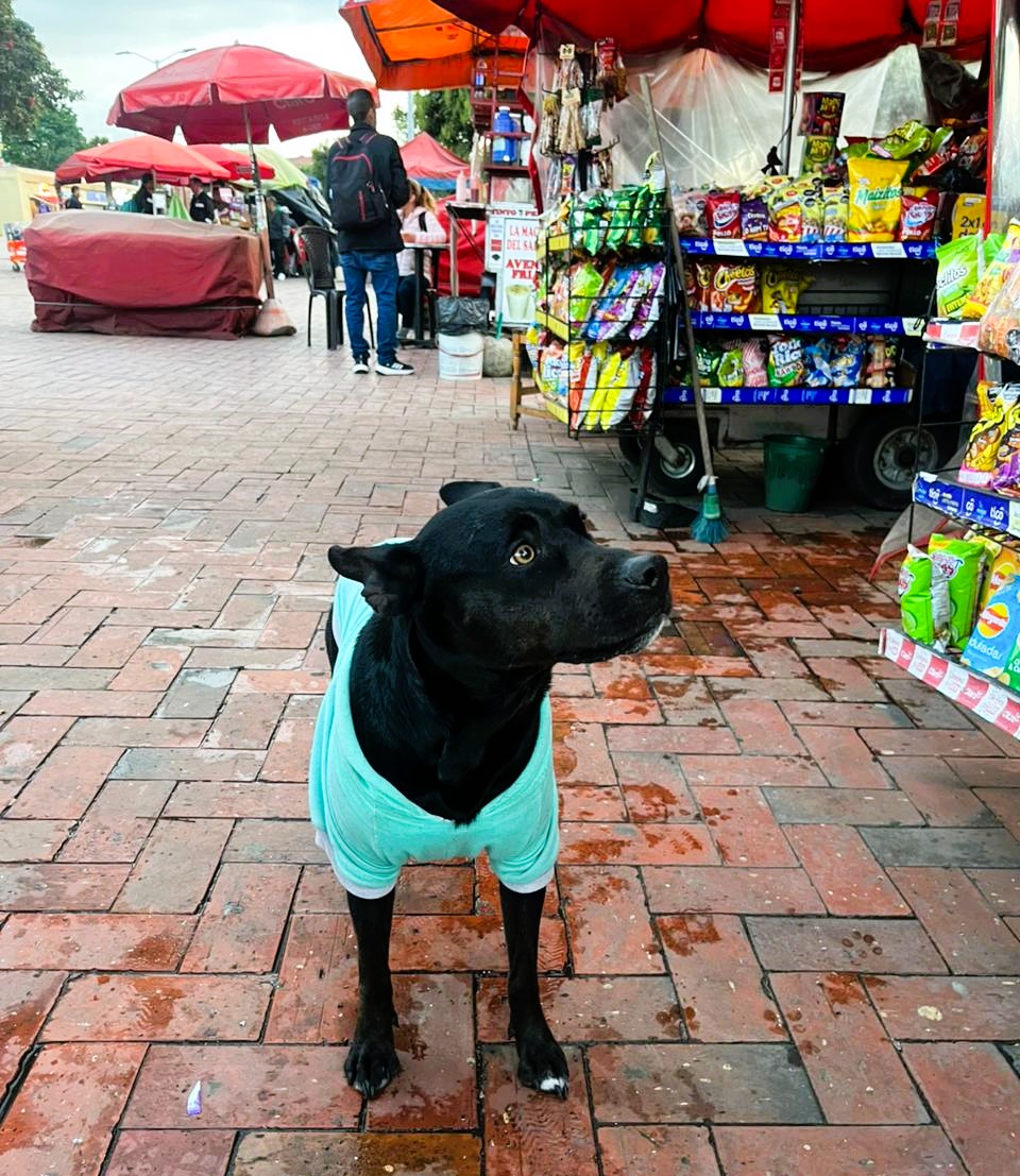 DiaAnimales's tweet photo. 📣🆘 DIFUNDIR 🆘 @Bogota / Nos reportan esta #Canina 🐶 que al parecer se encuentra en #SituaciónDeAbandono al frente del #PortalDeSuba de @TransMilenio 🚨. Quienes deseen brindarle #HogarDePaso o ADOPTARLA, se pueden contactar al 3005959511. #AdoptaNoCompres - #Año2026. RT 🐾. https://t.co/2YRzKJc8VW