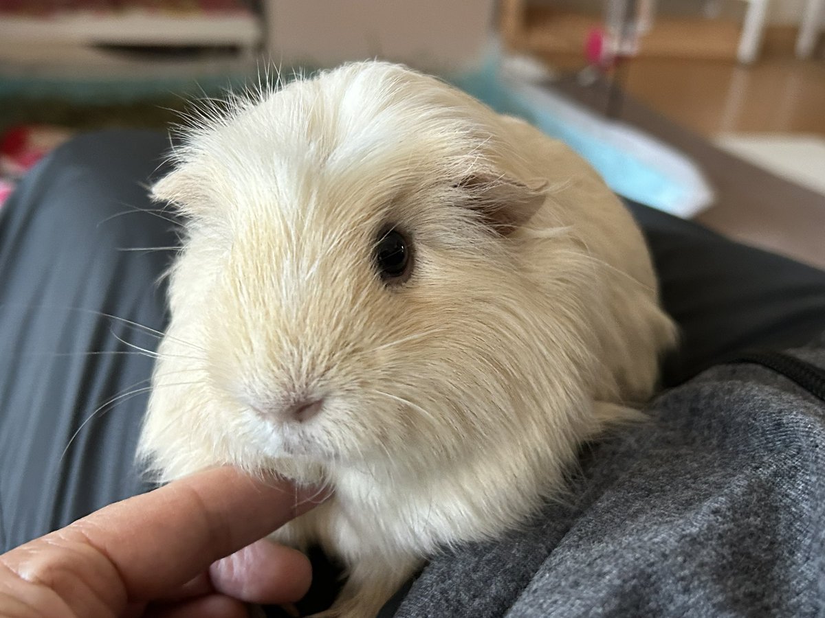 ぷす…前歯アタック1秒前のきぃちゃん😱