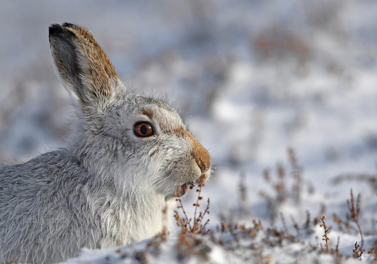 Craig Jones tweet media