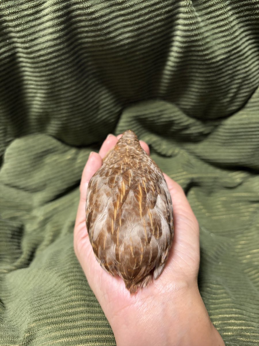 うずらちゃん あなたは どのおみがすき？