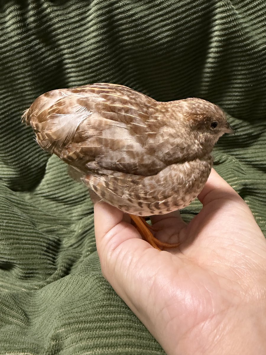 あなたは どのおみがすき？