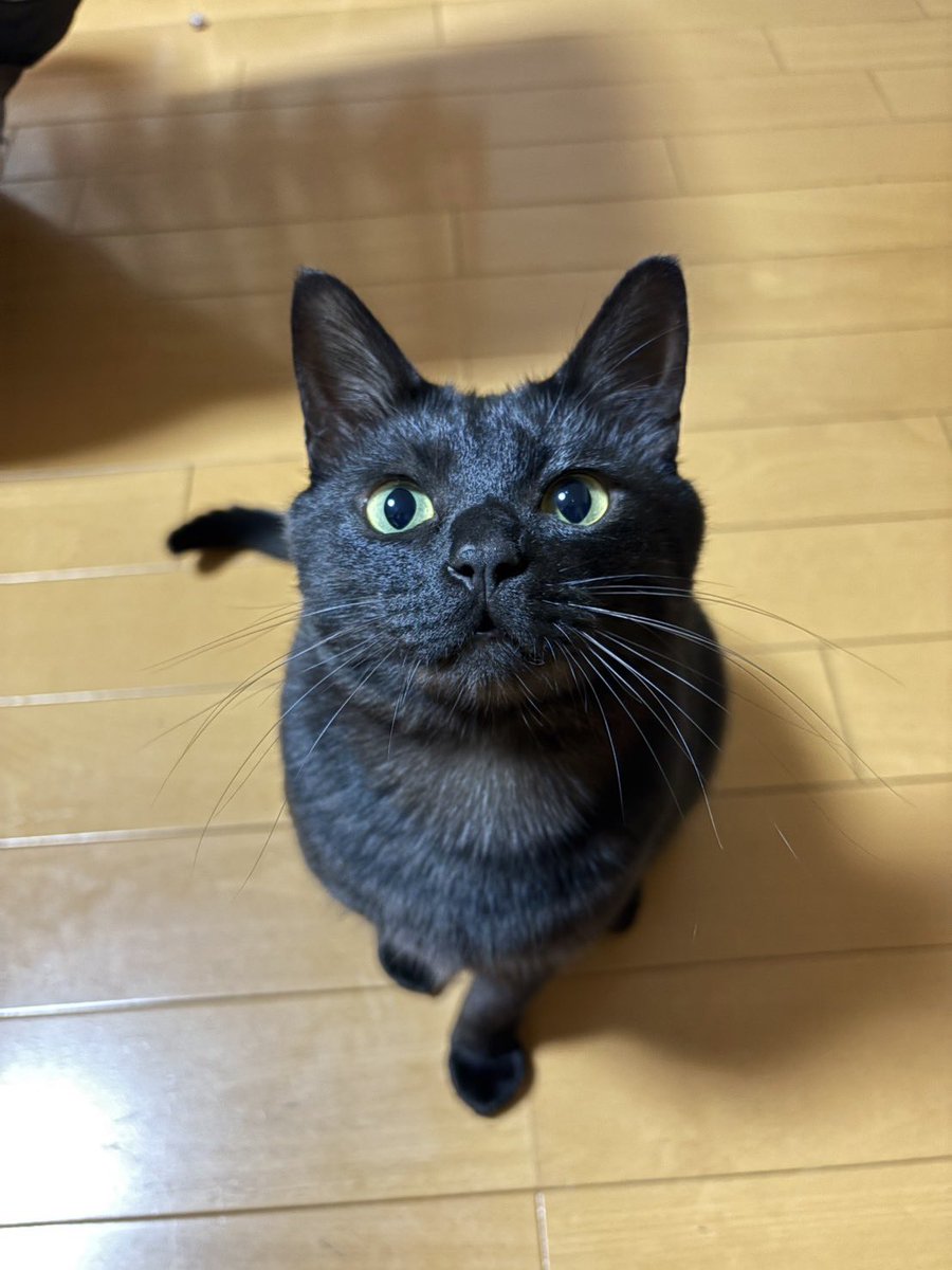 Post by サラミとラム on X: 🐈‍⬛