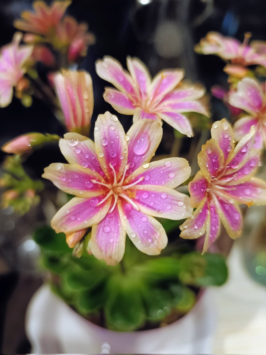 kinokdk's tweet image. 01/09(金)、おはようございます！
仕事始めの１週間お疲れ様でした！

💐#TLを花でいっぱいにしよう

北米山間部が原産のレウィシア。
和名をイワハナビ（岩花火）。趣のある名前です☺️
こういうのは誰が命名するんでしょうねー