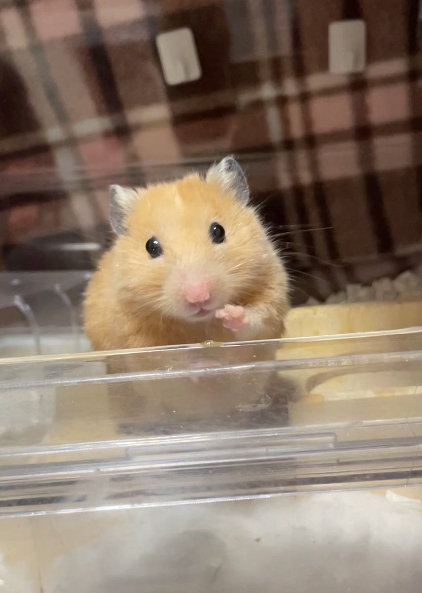 ꒰՞⸝⸝ᴗ ̫ᴗ⸝⸝՞꒱さまおまとめ www かわいい😂