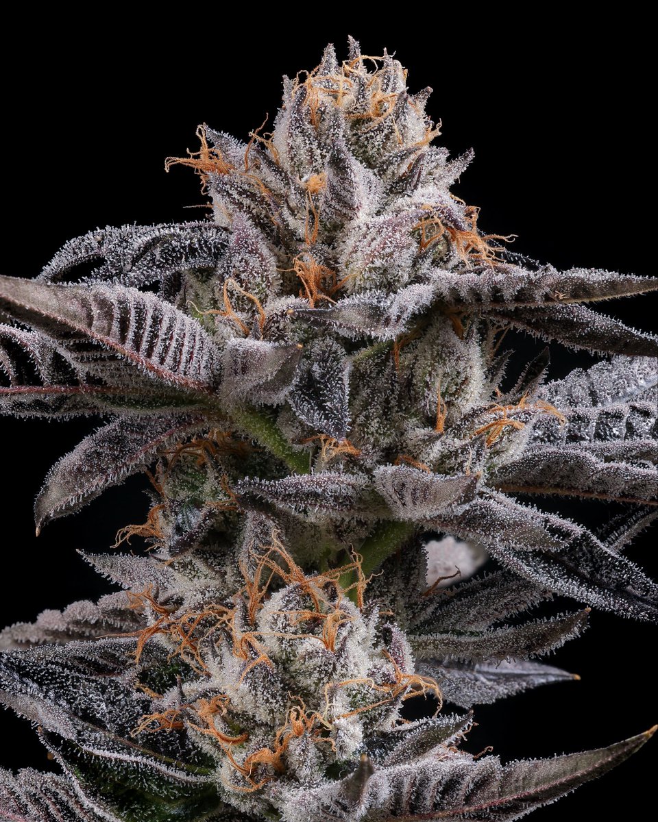 Traditional tweet media