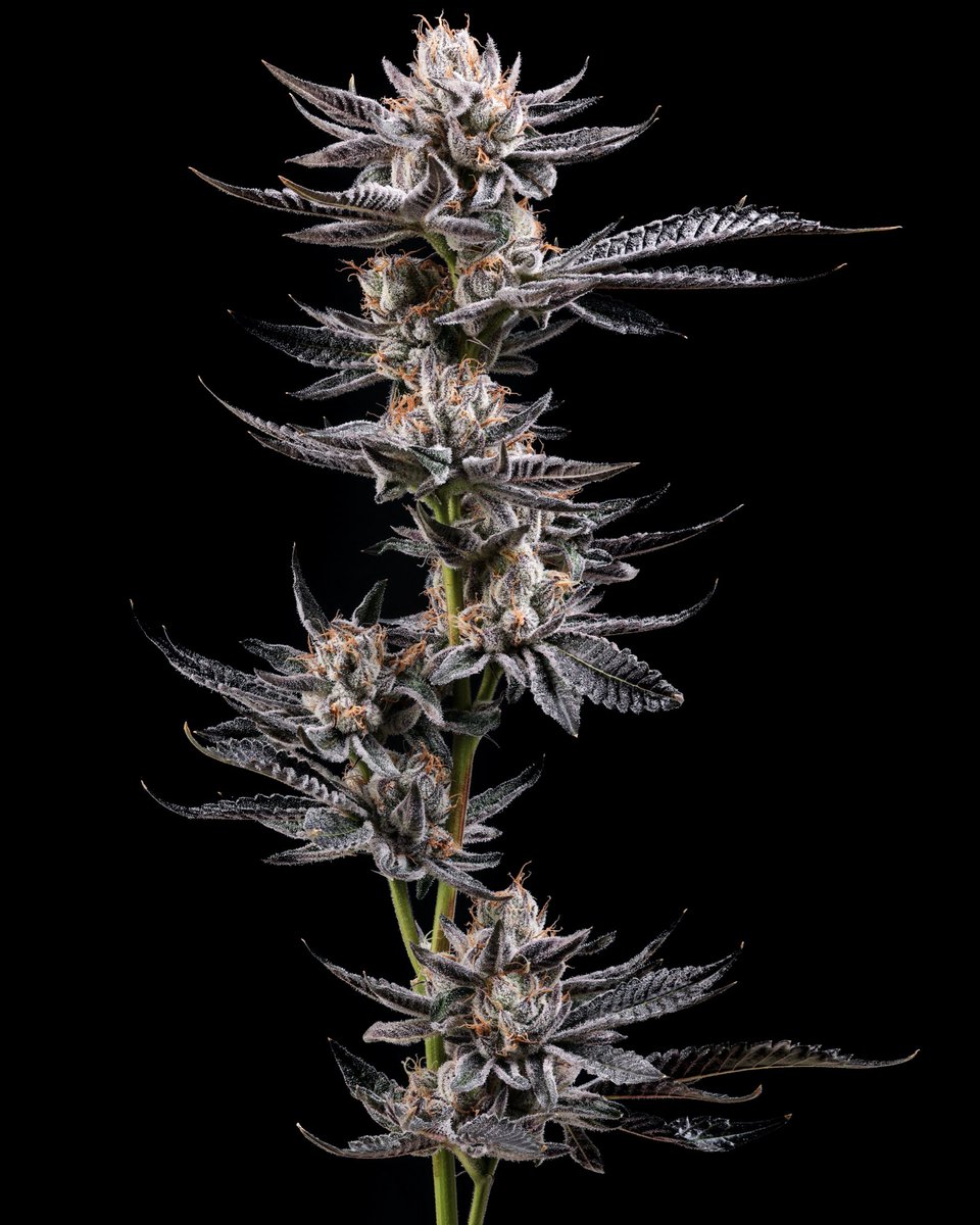 Traditional tweet media