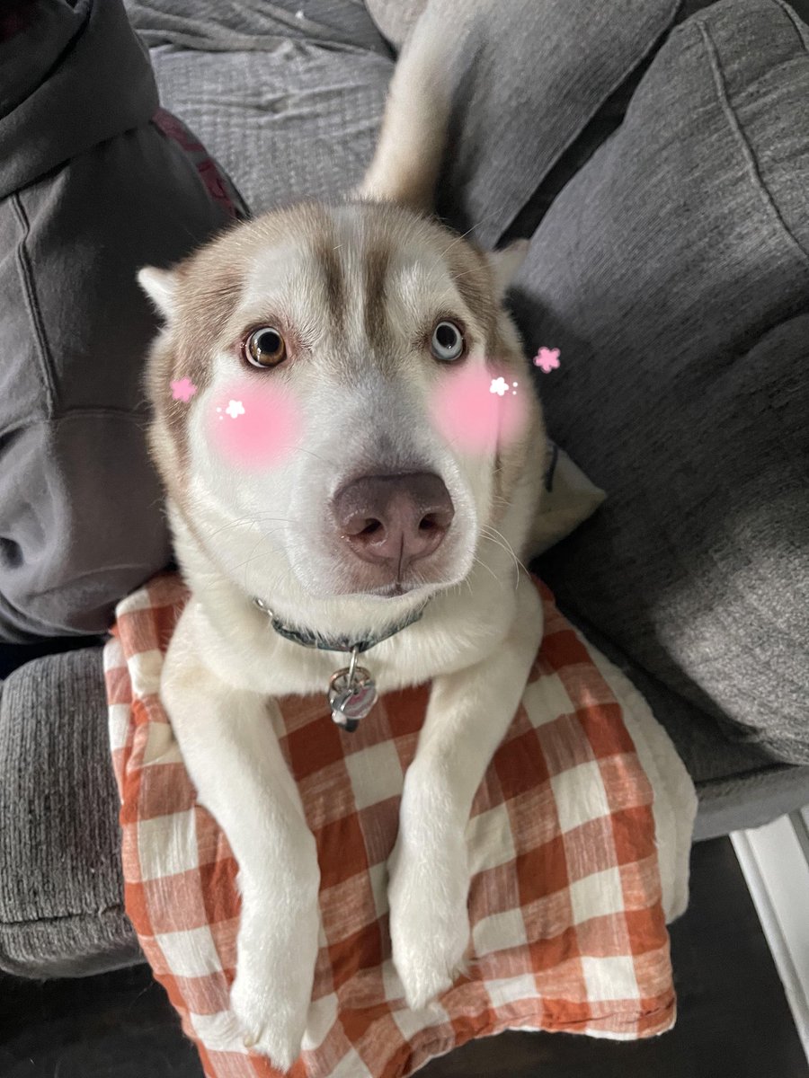 fuufietv's tweet image. It’s Loki’s birthday! 🥳🎊 my big handsome boy is turning 8 today !! 🐶🎁✨