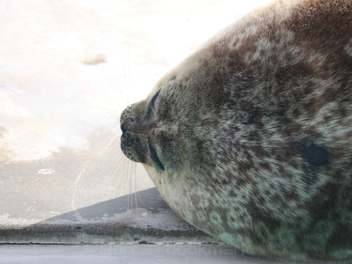 ω 👈かわいい

2025/12

#鴨川シーワールド
#ワモンアザラシ
#アルー