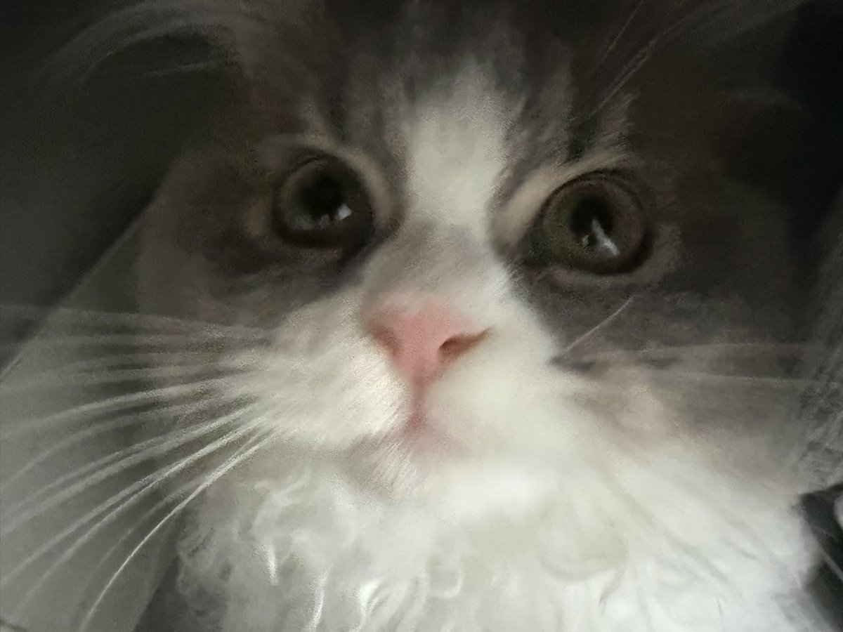 猫に起こされましたっ🐱 近すぎて怖い笑