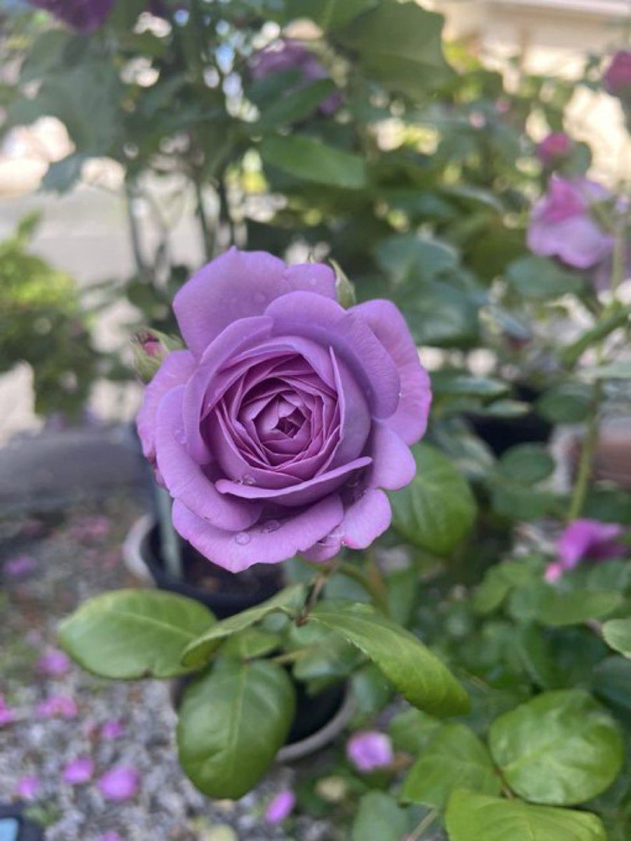 🍇 ゆゆまる ♋️ (@yuyumaru_718) / Posts / X