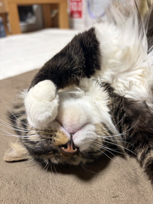 おねんねクゥちゃんです。
今日も1日生きましょう… 