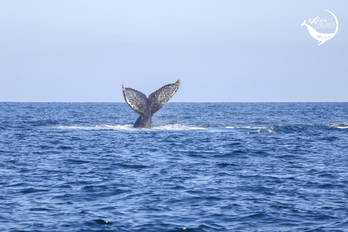 JorgeFotoMx's tweet photo. ¿Sabías que Puerto Vallarta es cuna de ballenas? 🐋 Ven a conocer a las nuevas crías en un tour guiado por biólogos marinos. Pasión, conocimiento y respeto en cada encuentro. #TurismoResponsable! 
https://t.co/mtoAiyjXqR
#ballenas #puertovallarta #rivieranayarit #bahiadebanderas https://t.co/BfZ30ml9Kj