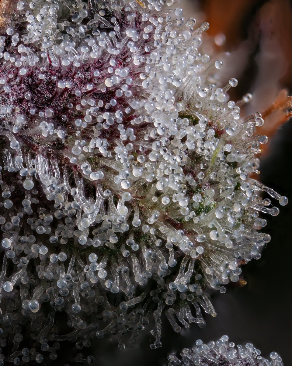 Traditional tweet media