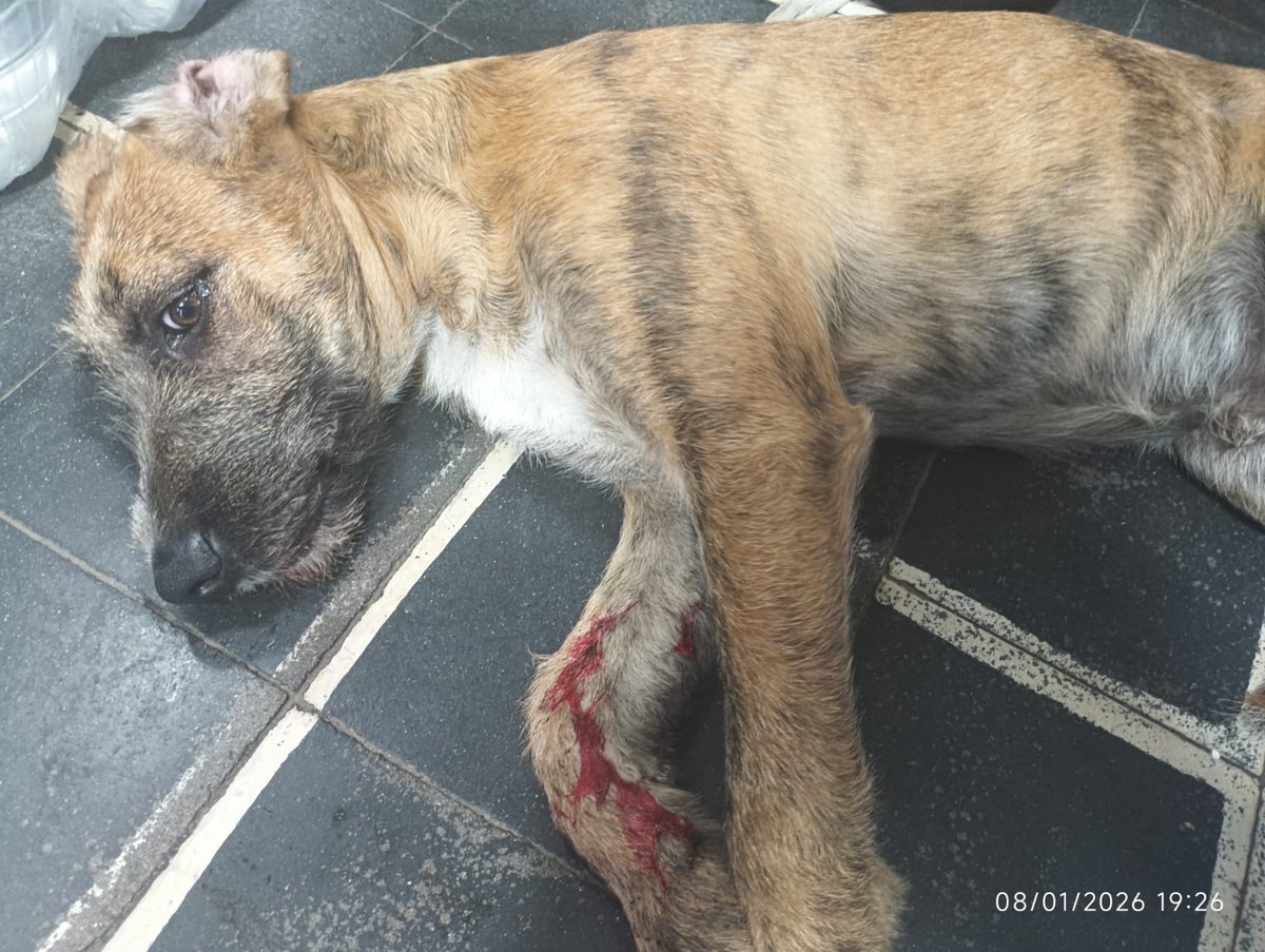 🆘️🆘️Perrito perdido y lo atropellaron #BarrioFranklin c necesita ayuda cel +56967009489  <a href="/DanielVitis/">Daniel Vitis</a> <a href="/STGOSeLevanta/">SantiagoSeLevanta</a>  <a href="/BrendaEtchegar1/">Brenda Etchegaray</a> <a href="/SOS_Animales/">SOS Animales</a> <a href="/carolinapinoc/">Caro 🌲 C.</a> <a href="/urrutia_sonia/">Sonia Urrutia</a> <a href="/todopormiperro/">LORE TIN</a> <a href="/sol_palacios_m/">Solange Palacios 🐾💕</a> <a href="/Chilena9772/">Sita Marce</a> <a href="/KarendTV/">Karen Doggenweiler L</a> <a href="/kattykowaleczko/">Katty Kowaleczko</a> <a href="/Sanfeliu/">Javo Sanfeliú</a> <a href="/rod_herrera/">ROD HERRERA 🦊</a>