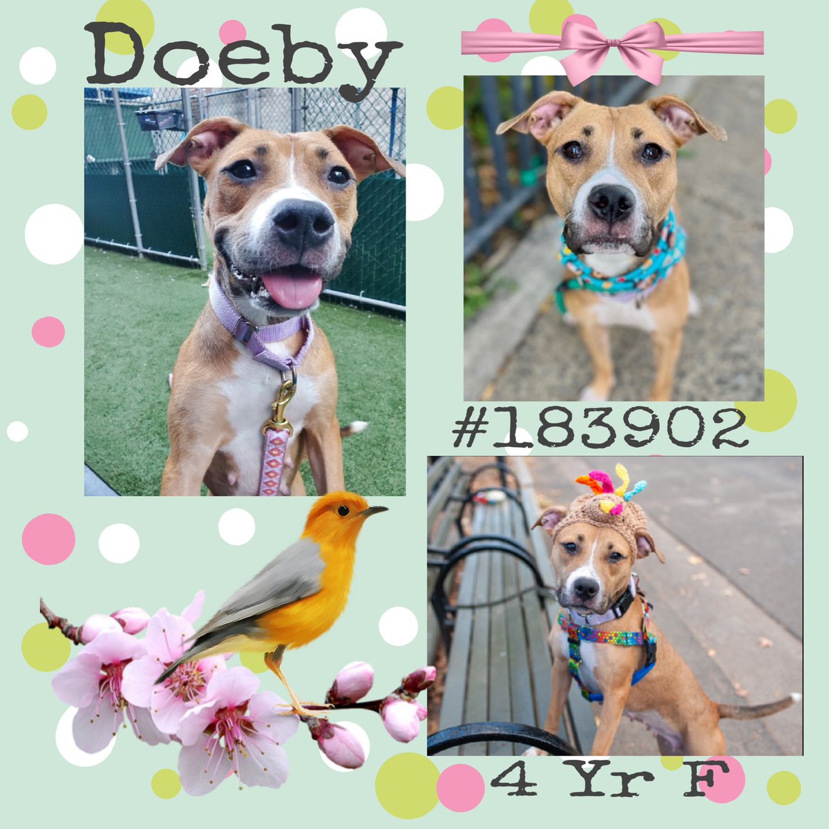 Quinnqueens's tweet image. 🩷 Doeby #183902 🩷
#MACC 4 Yr F
Owner surrender/human moved 2 🏡 where landlord won’t allow a 🐕 her size.(50 lbs) Overwhelmed in shelter, needs exp adopter. Ideal as solo pet &amp;amp; kids 5+. Playful energetic &amp;amp; wanting to start a new life #AdoptMe #Foster
nycacc.app/browse/183902