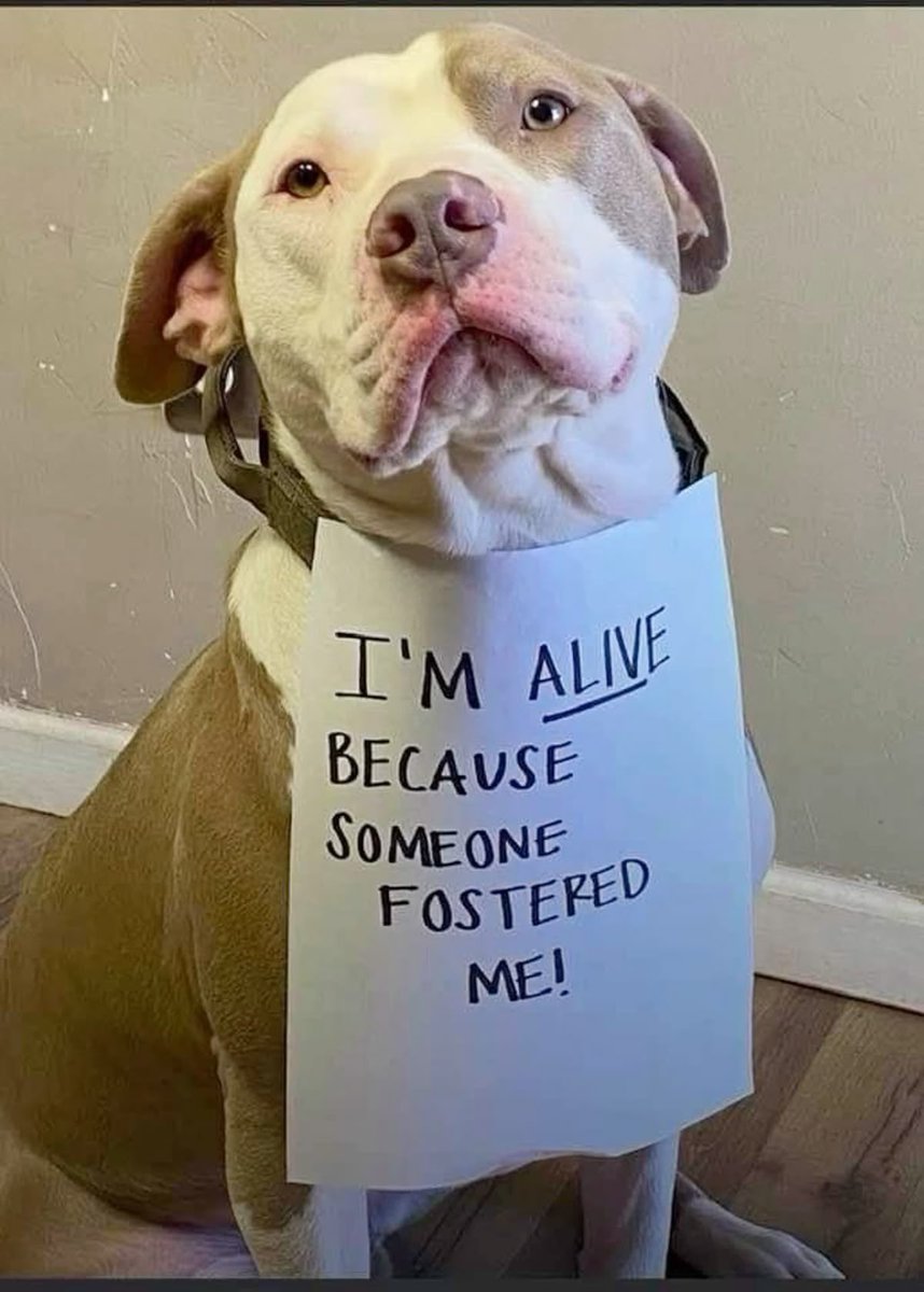 Puppieslover's tweet image. Please don’t scroll without leaving a big heart ❤️ for this survivor doggo, that’s alive because a brave human fostered him