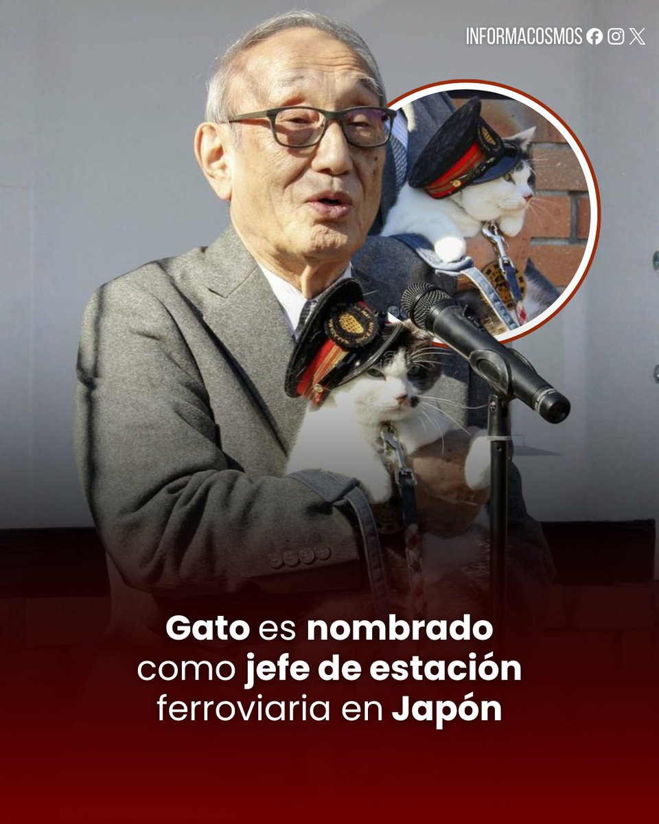 InformaCosmos's tweet image. 🇯🇵 | Un gato calicó asume oficialmente el cargo de jefe de estación en un ferrocarril de Japón.

La línea ferroviaria Wakayama Electric Railway nombró oficialmente a Yontama, un ejemplar calicó, como el nuevo "jefe de estación" en la terminal de Kishi. El nombramiento se realizó…